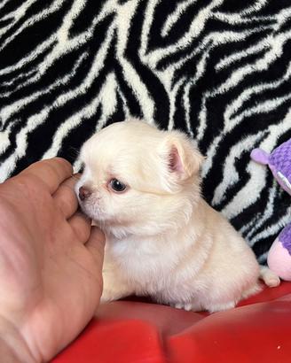 Chihuahua maschio e femmina mini 70/80giorni