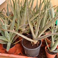 Piante di Aloe vera Arborescens medicinale