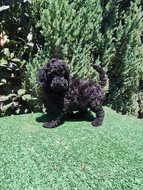 Barboncino nero toy