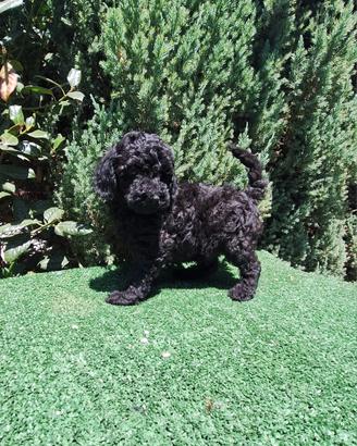 Barboncino nero toy