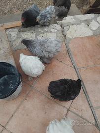 Blocco galli e galline