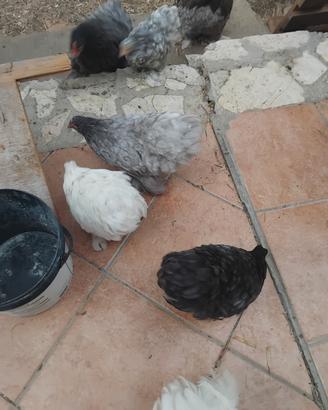 Blocco galli e galline
