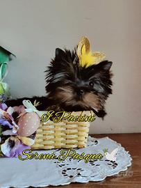 Yorkshire Terrier Toy Tiny Mini