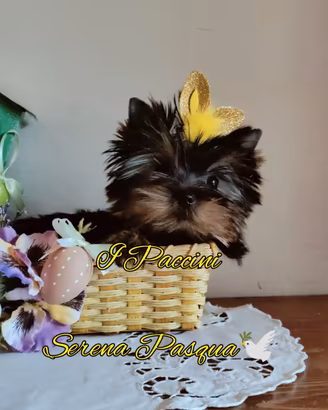 Yorkshire Terrier Toy Tiny Mini