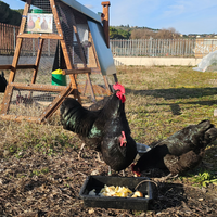 Pulcini razza australorp