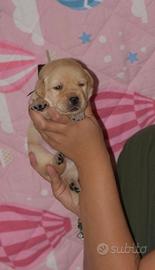 Cuccioli Labrador Retriever Gialli