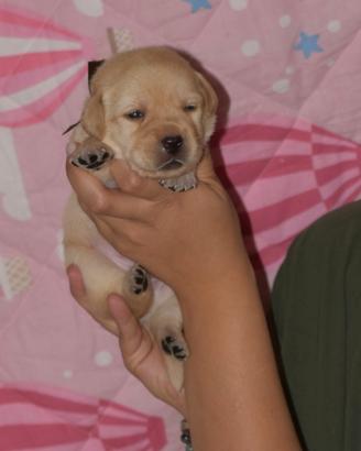 Cuccioli Labrador Retriever Gialli