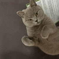 Gatto scottish fold