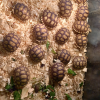 Sulcata baby