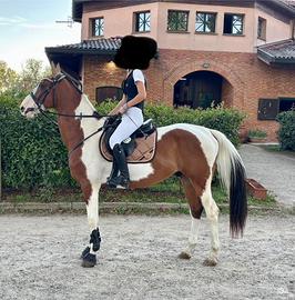 Cavallo pezzato giovane