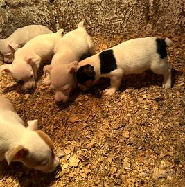 Cuccioli Jack Russel