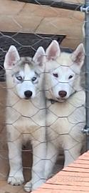 SIBERIAN husky