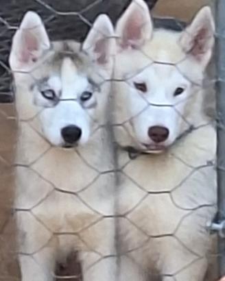 SIBERIAN husky