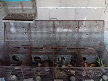 Conogli e porcellini dindia