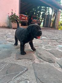 Cucciolo cane corso