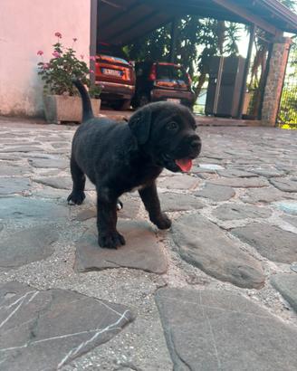 Cucciolo cane corso