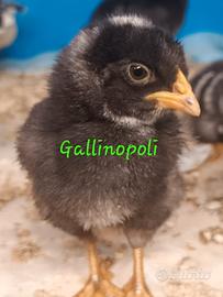 Amroks pulcini femmine