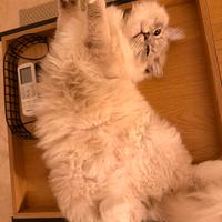 Ragdoll maschio accoppiamento