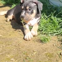 Pitbull