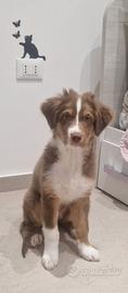 cucciolo Pastore Australiano 