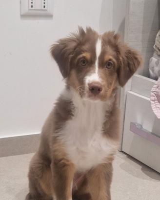 cucciolo Pastore Australiano 