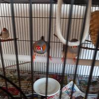 Diamantini novelli