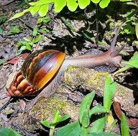 Lumache africane giganti Lissachatina fulica