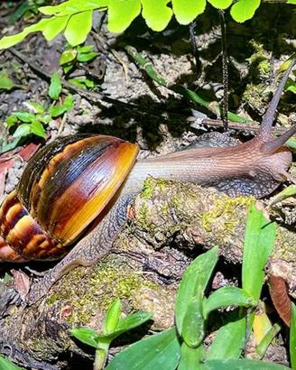 Lumache africane giganti Lissachatina fulica
