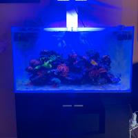 Acquario Marino  200L 🐠