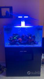 Acquario Marino  200L 🐠