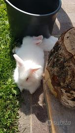 Coniglietti angora