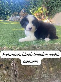 Cuccioli di pastore australiano