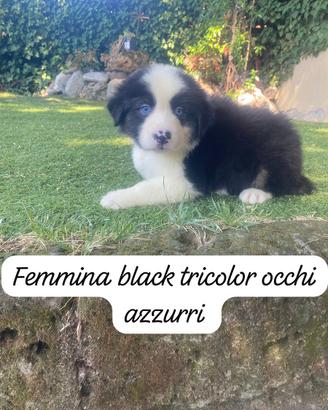 Cuccioli di pastore australiano