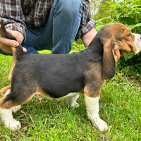 Cuccioli Beagle