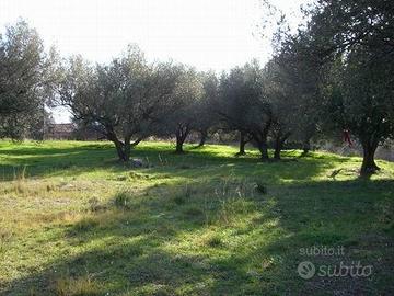Terreno agricolo ad Auletta
