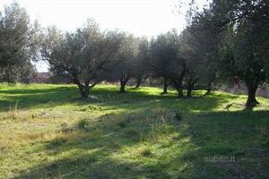 Terreno agricolo ad Auletta