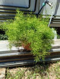Asparagus setaceus adulto – Pianta ornamentale 