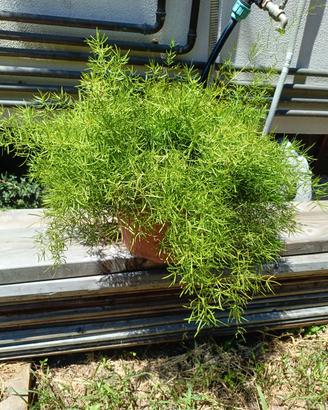 Asparagus setaceus adulto – Pianta ornamentale 