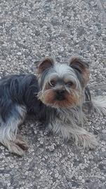 Accoppiamento cagnolino Yorkshire toy