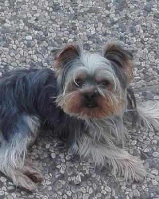Accoppiamento cagnolino Yorkshire toy