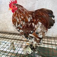 Gallo cocincina nana millefiori