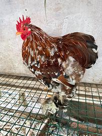 Gallo cocincina nana millefiori