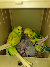 Pulli di cocorita da allevare a mano