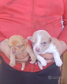 Chihuahua incrocio pincher