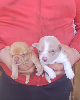 Chihuahua incrocio pincher