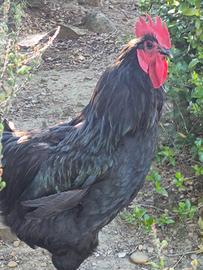Galline Australorp