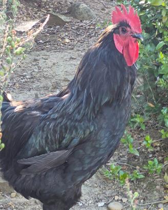 Galline Australorp