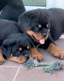 Rottweiler cuccioli
