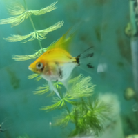 Scalari pesci acquario leggi bene