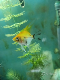 Scalari pesci acquario leggi bene